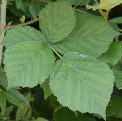 image for Woodland Bramble