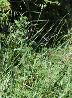 Wild Oat