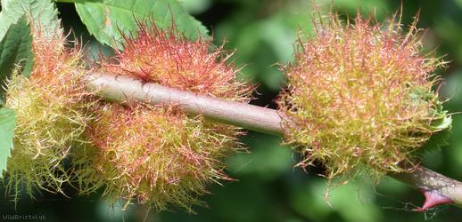 Bedeguar Gall Wasp