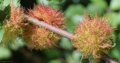 Bedeguar Gall Wasp