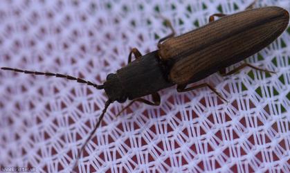 Two-coloured Brown Click Beetle