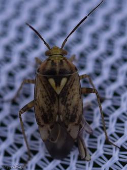 Tarnished Plant Bug