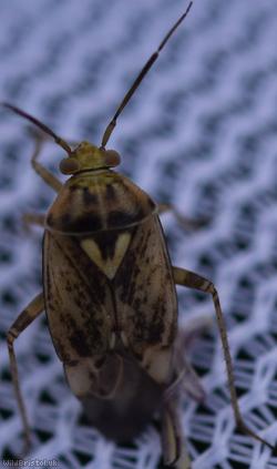 Tarnished Plant Bug