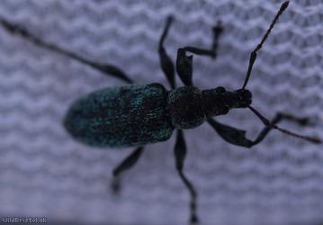 image for Nettle Weevil