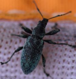 Nettle Weevil