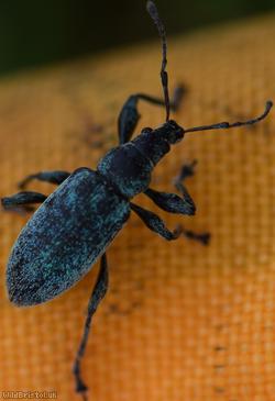 Nettle Weevil