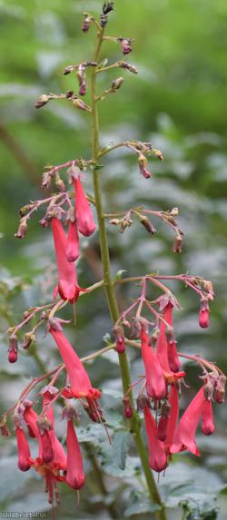 image for Cape Figwort
