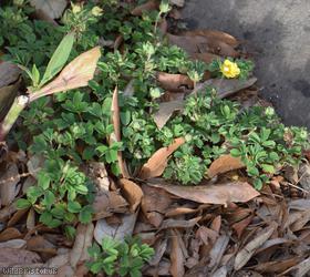 image for Cuneate Cinquefoil