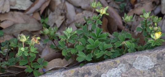 Cuneate Cinquefoil