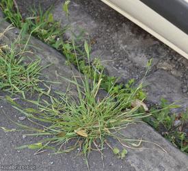 Perennial Rye-grass