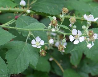 Dentate-leaved Bramble