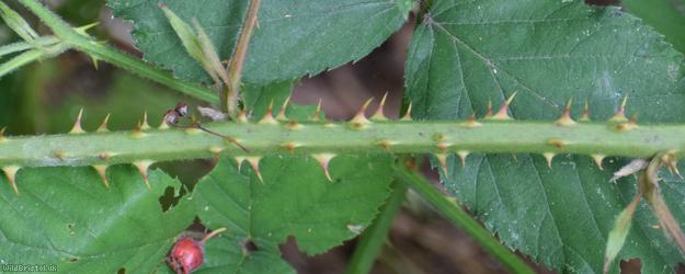 Dentate-leaved Bramble