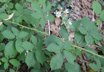 Dentate-leaved Bramble