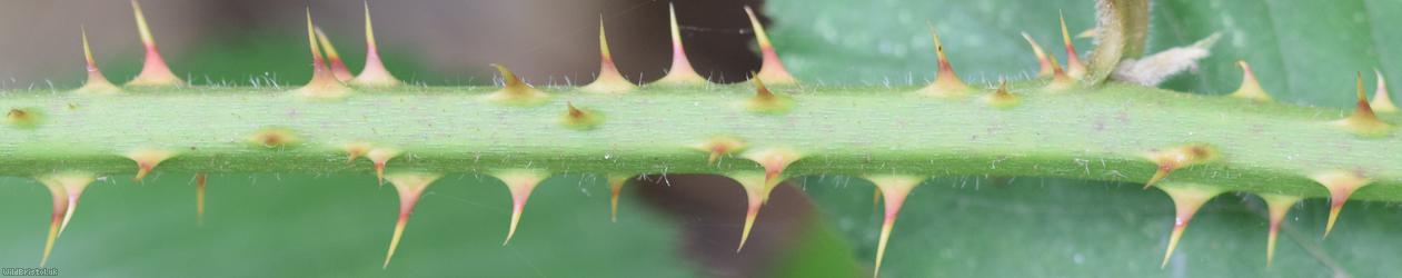 Dentate-leaved Bramble