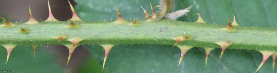 Dentate-leaved Bramble