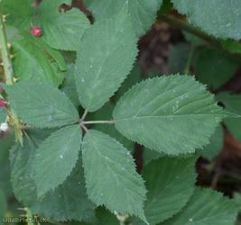 image for Dentate-leaved Bramble