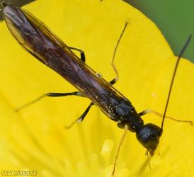 image for Pale-legged Stem-sawfly