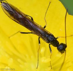 Pale-legged Stem-sawfly