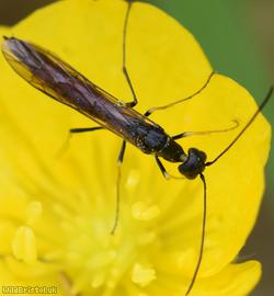 Pale-legged Stem-sawfly