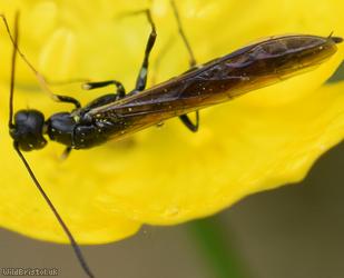 Pale-legged Stem-sawfly