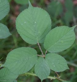Wirral Bramble