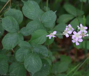 Wirral Bramble