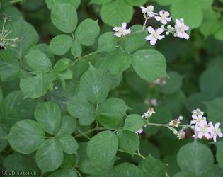 Wirral Bramble