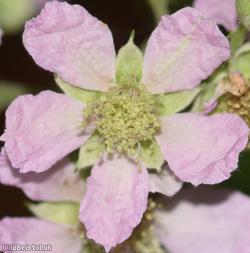 Wirral Bramble