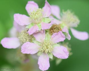 Wirral Bramble