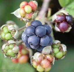 image for Rubus section Caesii