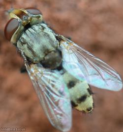 Spotted Bee-burglar