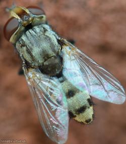 Spotted Bee-burglar