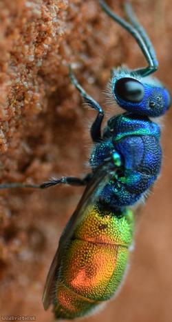 Chrysis ignita ?