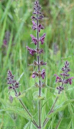 Hedge Woundwort