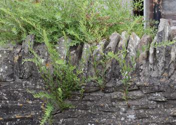 image for Garland Spiraea