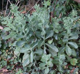 image for Autumn Stonecrop