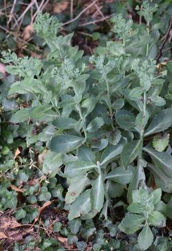 Autumn Stonecrop