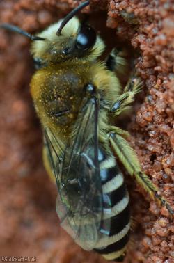 Davies' Colletes