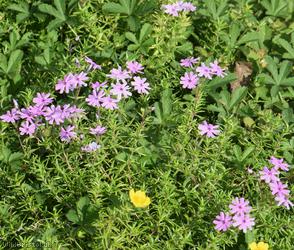 image for Moss Phlox