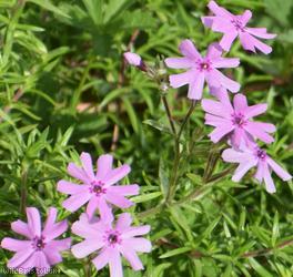 Moss Phlox