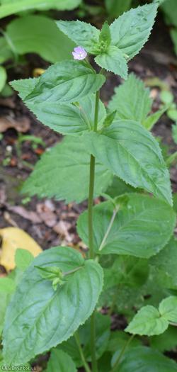 Broad-leaved Willowherb