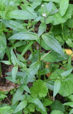 American Willowherb