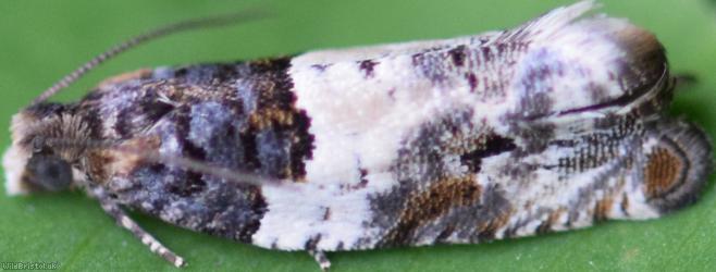 image for Common Cloaked Tortrix