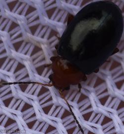 image for Podagrica fuscicornis
