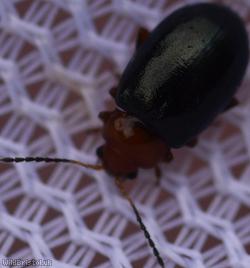 Podagrica fuscicornis