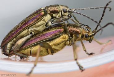 Donacia marginata