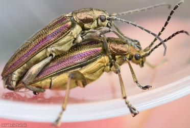 Donacia marginata