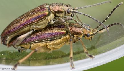 Donacia marginata