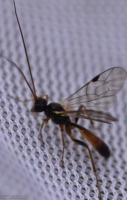 Olesicampe Unidentified 2