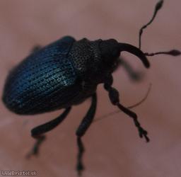 Ceutorhynchus erysimi